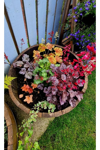 Гейхера гібридна Ред Лайт в кашпо